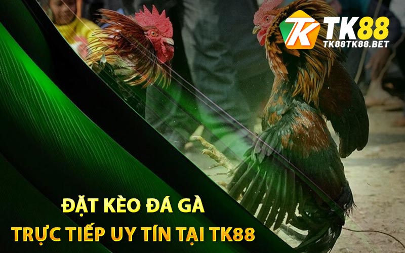Cách tham gia đặt kèo đá gà trực tiếp uy tín tại TK88