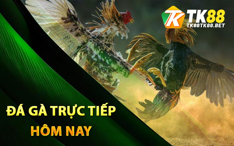 Đá gà trực tiếp hôm nay