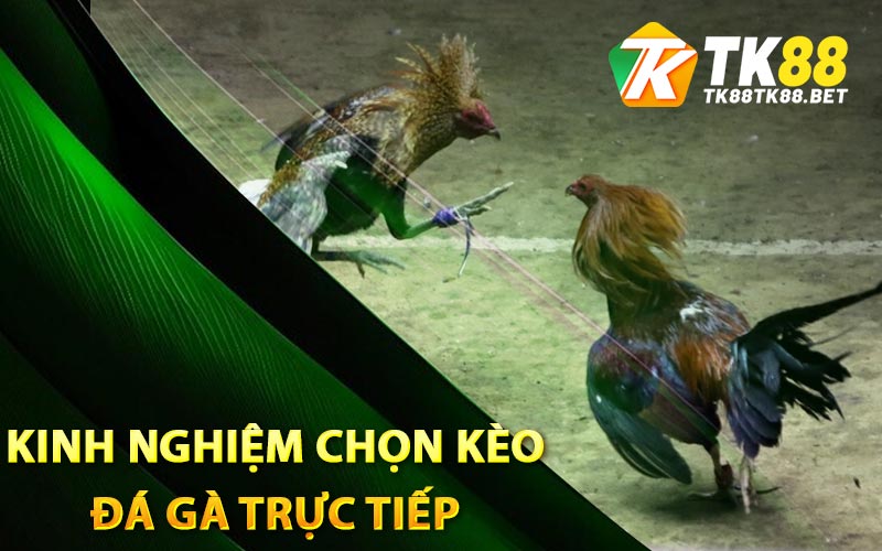 Kinh nghiệm chọn kèo đá gà trực tiếp